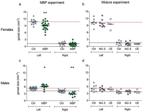 Figure 2. Effect of MBP and Mixture S on the size of the left and right gonad of 19-day-old female (a,b) and male (c,d) chicken embryos. In the MBP experiment, the embryos were exposed to DMSO (n = 13 females, 19 males) or MBP (n = 24 females, 12 males) from embryonic day 4. In the mixture experiment, the embryos were unexposed (unexposed control; UE; n = 4 of each sex) or exposed to DMSO (vehicle control; n = 8 of each sex) or the mixture S (n = 8 females, 7 males) from embryonic day 4. The solid lines represent the mean of each group. The upper (red) dotted lines represent the control mean of the left gonad whereas the lower (black) dotted lines show the control mean of the right gonad. The mean sizes of the left and right gonad within each group were compared with those in the vehicle control group. Data from the MBP experiment were analyzed with unpaired t-tests (with Welch’s correction when applicable). If needed to achieve normality, the data were transformed, either squared (male left) or log transformed (female right). One-way ANOVA followed by Dunnett’s test was used in the mixture experiment. Significance levels are indicated as * (p ≤ 0.05) or ** (p ≤ 0.01).