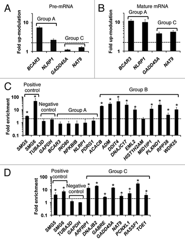 Figure 4. Determination of direct or indirect UPF1 targets. (A and B) Alteration of pre-mRNA (A) and mature RNA (B) expression levels in UPF1 deficient cells distinguishes direct UPF1 target mRNAs from indirect target mRNAs. Fold upregulations of RNAs in the UPF1-depleted cells relative to control cells are shown. The RNA levels were determined by RT-qPCR. GAPDH abundance was used for normalization. Values represent mean ± errors from duplicate experiments. The dashed line indicates 2-fold upregulation of transcripts in response to UPF1 depletion. (C and D) Examination of RNA binding to UPF1. RNA immunoprecipitation (RIP) of Group A, B (in C), and C (in D) RNAs with Myc-tagged UPF1 proteins was performed. Fold enrichment of indicated mRNAs in the Myc-UPF1 immunoprecipitate fraction relative to the negative control (normal IgG IP fraction) is shown. RT-qPCR determined the relative mRNA levels, which were normalized to input levels of mRNA and GAPDH mRNA levels. Values represent mean ± SD from triplicate experiments. The dashed line indicates 2-fold enrichment in the Myc-UPF1 immunoprecipitate. *, p < 0.05 (Student’s t-test) compared with the enrichment of GAPDH mRNA in UPF1 immunoprecipitates.