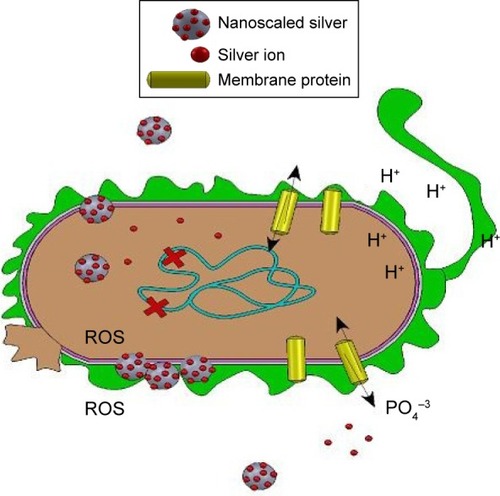 Figure 1 Formation of reactive oxygen species (ROS) and disruption to membrane functionality by nanosilver.Notes: Antibacterial activities from silver are due to the formation of ROS and disruption of membrane functionality. Formation of ROS causes oxidative stress, which leads to cellular damage. The interaction between the released ions of nanosized silver results in disruption of the membrane functionality.