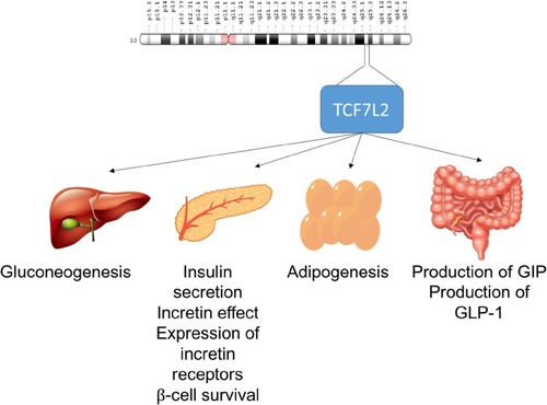 Figure 5 Possible role of TCF7L2 in the pathogenesis of T2DM.