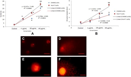 Figure 8 Genotoxic effect of gAgNPs exposure to CHANG and HuH-7 cells (A). Tail DNA (%) (B). Olive tail moment. DNA damage photomicrograph of cells due to gAgNPs exposure (C). Control CHANG cells (D). CHANG cells exposed at 40 µg/mL gAgNPs (E). Control HuH-7 cells (F). HuH-7 cells exposed at 40 µg/mL gAgNPs. Each value represents the mean ±SE of three experiments. *p < 0.05 and **p < 0.01 vs control. Scale bar is 50 µm.