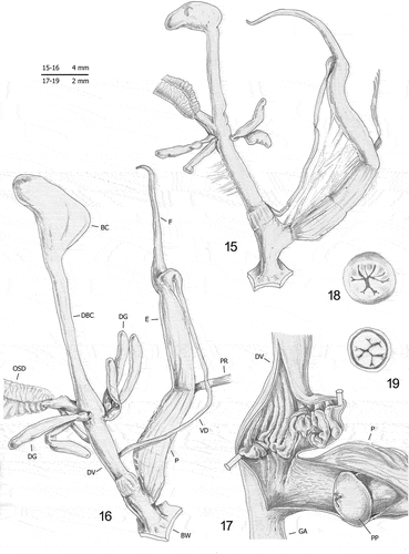 Figures 15–19. Distal genitalia (15–16), internal structure of distal genitalia (17), transverse sections of medial epiphallus (18) and apical penial papilla (19) of Monacha samsunensis from Turkey: Atakum/Samsun [Bey3: 15; Bey2: 16–19] (DCBC; FGC 51175).