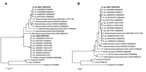 Figure 2  Maximum likelihood phylogenies of avian Plasmodium lineages and primate P. knowlesi, P. vivax, and P. falciparum outgroups, built using (A) 415 bp of sequence located between Avmal2 F/R nested primers, and (B) 744 bp sequence contigs from the three screening methodologies (RBG1 only). Sequences isolated from red-billed gulls are shown in bold. Taxon labels list parasite morphospecies (when known), followed by the genetic lineage name according to MalAvi database entries (Bensch et al. Citation2009) and GenBank accession numbers. Values are shown for nodes with >50% bootstrap support, and scale bars indicate the number of nucleotide substitutions per site.