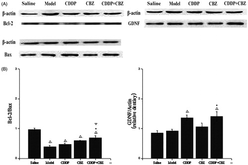 Figure 6. Effect of CDDP and its combination with CBZ on the expression of GDNF and Bcl-2/Bax in the hippocampal CA3 region. (A) Western blotting was used to evaluate protein expression of GDNF, Bcl-2 and Bax, and β-actin was used as an internal control. (B) Densitometry analysis was performed using Bio-Rad Quantity One software. The relative band density of GDNF and Bcl-2/Bax are shown in the bar diagram. The results are presented as means ± SEM. △p < 0.05 versus the control group; *p < 0.05 versus the model group; ▽p < 0.05 versus the CDDP group (n = 6 per group).