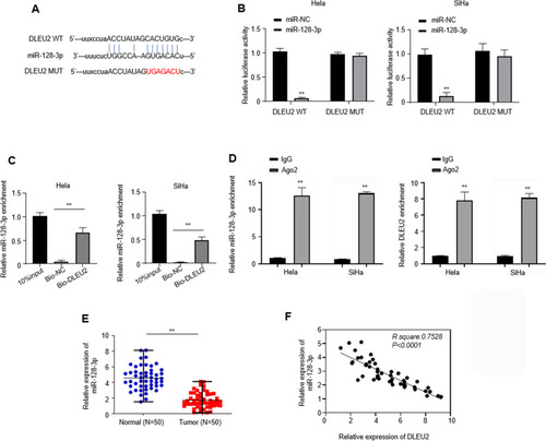 Figure 4 DLEU2 is one of targets of miR-128-3p. (A) A predicted binding site of miR-128-2p within the DLEU2 3ʹ-UTR region using Starbase. The binding sequences “CACUGUG” in DLEU2 were mutated to “UGAGACU” for generating DLEU2 MUT. (B) Luciferase reporter assays were used to evaluate the interaction between DLEU2 and miR-128-3p. (C) RNA pull-down assays were used to determine the interaction between DLEU2 and miR-128-3p in SiHa and HeLa cells. (D) RIP assay in SiHa and HeLa cells. The extracted RNA was subjected to miR-128-3p (left) and DLEU2 (right) at the mRNA level using RT-qPCR. (E) The expression of miR-128-3p was analyzed with cervical cancer tissues and their paired normal tissues of 50 cervical cancer patients by qPCR. U6 was used as an internal standard for miR-128-3p and GAPDH was used as an internal standard for DLEU2. (F) Spearman correlation analysis between DLEU2 and miR-128-3p expressions in cervical cancer tissues. **p<0.01.
