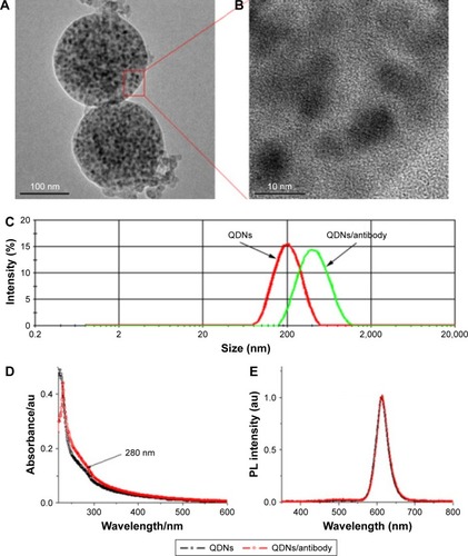Figure 2 Characterization of QDNs and QDNs/antibody conjugates.Notes: (A) TEM images of QDNs and (B) quantum dot embedded in the polymer composite nanobead. (C) Size and size distribution of QDNs and QDNs/antibody conjugate analyzed by the dynamic light scatting. The comparison of the adsorption (D) and fluorescent (E) spectra of QDNs and QDNs/antibody conjugates.Abbreviations: TEM, transmission electronic microscopy; QDNs, quantum dot nanobeads; PL, photoluminescence.