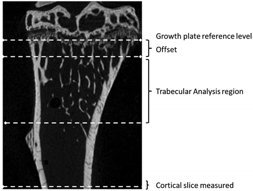 Figure 1. A section through a tibia showing the reference level (growth plate). Trabecular parameters were measured in region offset from the reference level by 50 slices. Cortical geometry was taken from the last complete slice above the fracture site in three-point bending (identified in 3D reconstructions). Femora were processed in a similar way.