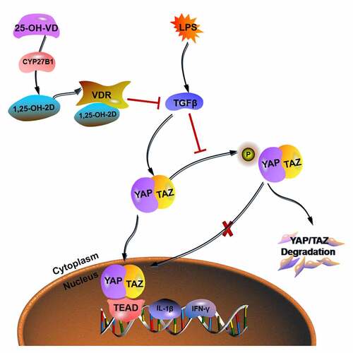 Figure 4. The anti-inflammatory mechanism of 25-OH-VD in NIP. When 25-OH-VD diffused into BEAS-2B cells, it was secondarily hydroxylated to generate 1,25-OH-2D under the action of CYP27B1 and combined with VDR to inhibit the activation and expression of TGFβ, thus reducing the nuclear translocation of YAP/TAZ complex. Once the YAP/TAZ complex was translocated into the nucleus, as the promoter, it participated in the expression levels of inflammatory factors (IL-2, TNF-α, IL-1β, and IFN-γ)
