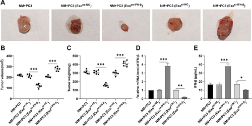 Figure 5. IFN-β-modified hUCMSC-Exos repressed PCa progression in vivo. (a,b): volume of the xenograft tumor, n = 6; (c): weight of the xenograft tumor, n = 6; D: IFN-β mRNA level in tumor tissues determined by RT-qPCR, n = 6; E: IFN-β expression in tumor tissues determined by ELISA kit, n = 6. One-way ANOVA was performed for comparisons among multiple groups, followed by Tukey’s test. *p  < .05, **p < .01, ***p < .001.