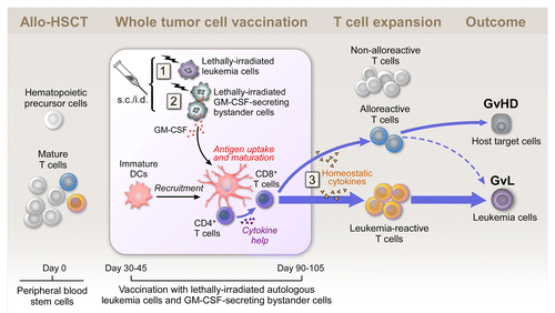 Figure 1. Whole tumor-cell vaccination early after allogeneic stem cell transplantation. Subcutaneously injected irradiated autologous cancer cells provide a source of tumor antigens at the vaccination site (1). Granulocyte macrophage colony-stimulating factor (GM-CSF) secreted by irradiated bystander cells stimulates the recruitment, maturation and immunostimulatory activity of dendritic cells (DCs) at the vaccination site (2). The allograft contains hematopoietic precursor cells and mature T cells, which might be tumor-reactive, alloreactive or non-alloreactive. Early after allogeneic stem cell transplantation (allo-HSCT), homeostatic cytokines support T cell expansion in the lymphopenic host (3). Autologous whole tumor cell-based vaccination may tip the balance between leukemia-specific and alloreactive T cell responses in favor of a graft-vs.-leukemia (GvL) effect. GvHD, graft-vs.-host disease; s.c., subcutaneous; i.d., intradermal.