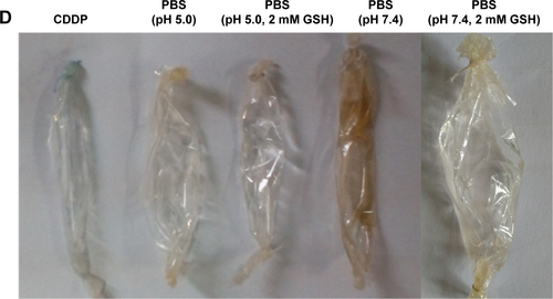 Figure S3 The color change of different formulations under various conditions.Notes: The images of MnO2/HA/CDDP in pH 5.0 (A), reductive pH 7.4 PBS containing 2 mM GSH (B) and pH 5.0 containing 2 mM GSH (C). (D) The appearance of the dialysis tubing after 12-hour dialysis for the in vitro release experiment.Abbreviations: CDDP, cis-diamminedichloroplatinum; GSH, reduced glutathione; HA, hyaluronic acid; MnO2, manganese dioxide; PBS, phosphate-buffered saline.