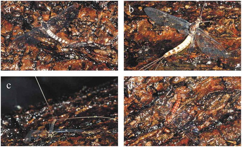 Figure 5. Mayflies trapped by the horizontal sticky bark in experiment 4. (a–b) Male and female Ephemera danica imagoes. (c) Male Epeorus silvicola. (d) Female R. semicolorata with her egg-batch