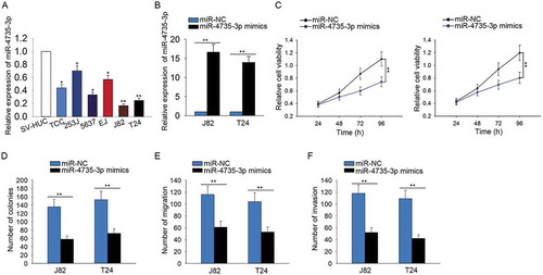 Figure 5. MiR-4735-3p exerted anti-oncogenic function in BCa.A. The specific expression of miR-4735-3p in BCa cells and SV-HUC cell was identified. B. The level of miR-4735-3p was increased in J82 and T24 cells by transfecting with miR-4735-3p mimics. C-D. The proliferative ability of cells transfected with miR-4735-3p mimics was examined with MTT and colony forming assays. E-F. The influences of miR-4735-3p mimics on the migration and invasion of BCa cells were identified using transwell assays. *p < 0.05 and **p < 0.01 vs. control group.