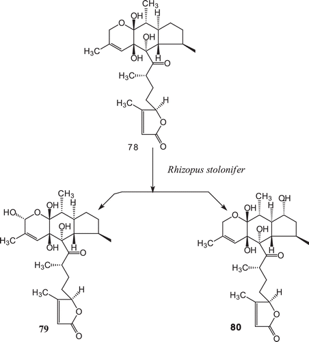 Scheme 26.  Metabolism of leucosceptrine (78) with Rhizopus stolonifer.
