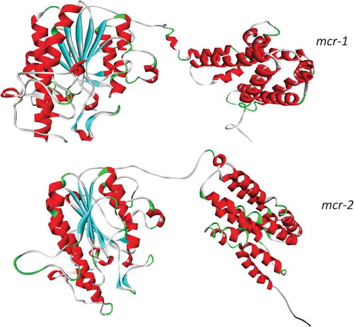 Figure 1. mcr-1 and mcr-2 models as predicted by Raptor X [Citation14] from Genbank entries AKF16168.1 & SBV31106.1 Coloring scheme corresponds to secondary structure and as visualized with Discovery Studio v3.1.
