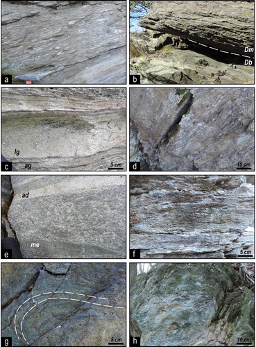 Figure 2. Field images of different lithologies exposed in Valmala: (a) mylonitic augen gneiss (Rocca Solei Unit, N of Vacot, 44°33′33, 7°21′22); (b) stratigraphic contact relationships (dashed white line) between the garnet- and chloritoid-bearing mica schist (Dm) and the fine-grained massive metabasite (Db) (Dronero Unit, N of Santuario di Valmala, 44°31′7, 7°20′31); (c) layer of leucogneiss (lg) interbedded in micro-augen gneiss (ag) (Dronero Unit, S of Chiot del Bosco, 44°31′57, 7°20′46); (d) grayish mica schist with millimeters-thick quartz veins (Valmala Tectonic Unit, Bric Guardia, 44°32′50, 7°19′35); (e) massive meta-quartzdiorite with centimeters-thick mafic enclave (me) and acidic dyke (ad) (Valmala Tectonic Unit, Comba di Valmala, 44°32′54, 7°20′27); (f) carbonate-rich calcschist (Valmala Tectonic Unit, W of Perotto, 44°32′34, 7°20′17); (g) banded metabasite showing the S1 foliation (dashed white lines) deformed by D2 folds (Valmala Tectonic Unit, E of Rora, 44°32′56, 7°20′54); (h) carbonate-bearing serpentinite (Valmala Tectonic Unit, W of Botto, 44°32′53, 7°19′52).