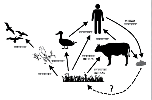 Figure 3. miRNAs as epigenetic linkers between different species wandering via the food chain. There are experimental data on the transfer pf xeno-miRNAs between plants and animals, and among animals, but there are no data yet of animal miRNAs affecting plants. This purely hypothetic connection between animals and plants potentially via stool miRNAs released to the soil is represented by a dashed arrow.