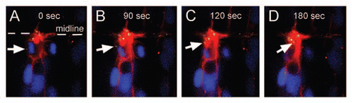 Figure 3 Centrosomal movements during cytokinesis. Dorsal views of an early neural tube stage zebrafish embryo expressing Medusa vector M1, which contains Centrin2-YFP (yellow centrosome), memmRFP (red membrane) and H2B-CFP (blue nucleus). After separation of the sister chromatids, the centrosome relocates from the spindle pole to the apical membrane. The centrioles of the centrosome (white arrow) remain together as they move towards the midbody of neuroepithelial cells.