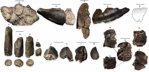 Figure 2. A. Mandible fragment with right i1, left i1, i2, i3 (MSNAF2821). B-E, right lower canine (MNSAF2820). B, lateral view; C, occlusal view; D, mesial view; E, cross section. F-I, lower incisors (MSNAF2829). F, i2-i3; G, i1-i2; H, i1-i2; I, lower undeterminable incisors fragments. J-L, right P2 (MSNAF2828). J, lingual view; K, labial view; L, occlusal view. M, lower premolar fragment (p1?) (MSNAF2828). N-R, left m2 (MSNCCI10501). N, labial view; O, distal view; P, occlusal view; Q, mesial view; R, lingual view. Scale bars 2 cm.