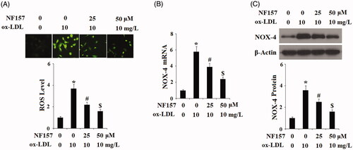 Figure 5. NF157 inhibits ox-LDL-induced oxidative stress. HAECs were treated with 10 mg/L ox-LDL with or without NF157 (25, 50 μM) for 24 h. (A) Production of reactive oxygen species (ROS); (B) Expression of NOX-4 at the mRNA level; (C) Expression of NOX-4 at the protein level (*, #, $, p < .01 vs. previous column group).