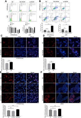 Figure 4 PADI6 promoted the proliferation, apoptosis and cell cycle progression of HTR-8/SVneo and JAR cells. (A) Flow cytometry was used to detect the cell cycle after PADI6 knockdown and overexpression were induced in both HTR-8/SVneo and JAR cells. (B) Flow cytometry was used to detect cell apoptosis after PADI6 knockdown and overexpression were induced in both HTR-8/SVneo and JAR cells. (C and D) The EdU method was used to detect cell proliferation after induction of PADI6 overexpression (100×). (E and F) The EdU method was used to verify cell proliferation after induction of PADI6 knock down and overexpression in HTR-8/SVneo and JEG3 cells (100×). Bar: 20 µm. *p < 0.05, **p < 0.01, ***p < 0.001 vs the control group.