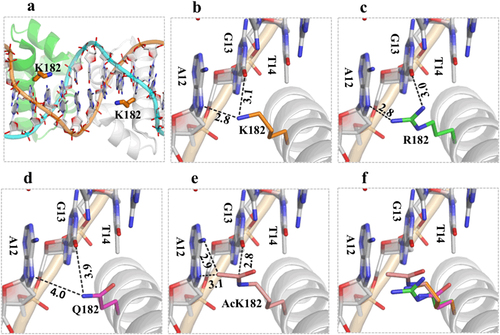 Fig. 3 Molecular modeling of K182 acetylation in DosR.The structure of DosR was modeled using the crystal structure (PDB_ID: 1ZLK) of M. tuberculosis DosR-C in complex with DNA as its template. a The data show how K182 is located in the middle of helix 9, and its side chain points toward the nucleotide bases of DNA from the major-groove side. b Two H-bond interactions between K182 and A12 or K182 and G13 play the most important role in DNA recognition. c The K182R mutant can form two H-bonds with the target DNA to maintain its DNA-binding ability. d The K182Q mutant increases the distance between K182 and A12 or K182 and G13 and weakens the interaction with the target DNA. e The acetylated K182 has close contact between the side chain of the acetylated K and the DNA nucleotide bases. The superimposition shows the change in distance between the side chains at position 182 for different residues and the target DNA (f)