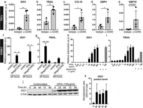 Figure 2. Validation of selected genes found to be differentially expressed in tumor endothelial cells in response to CD40-stimulating immunotherapy: (a-e) Quantitative PCR (qPCR) detection of genes previously identified to be differentially expressed by RNA-sequencing (a) IDO1. (b) TRAIL, (c) CCL 19, (d) GBP4, (e) GBP10, in TECs derived from B16-F10 tumors treated with agonistic CD40 mAb (n = 4) or isotype control (n = 4). Graphs depict relative target gene expression compared to HPRT housekeeping gene expression. (f-g) qPCR detection of IDO1 (f) and TRAIL (g) expression levels in HDBEC treated with human recombinant IFNγ (100 ng/ml) or MegaCD40L (1µg/ml) for 24 and 48 hours (mean values show relative expression compared to HPRT from biological duplicates). (H-1) qPCR detection of IDO1 (h) and TRAIL (i) expression levels in HDBEC treated with increasing doses (0-200ng/ml) of human recombinant IFNγ (100 ng/ml) and MegaCD40L (1µg/ml) for 18 hours. (j-k) Western blot of lDOI protein in HDBEC treated with 100 ng/ml human recombinant IFNγ for up to 4 days (i) and analysis of IDO1 relative to β-catenin protein levels (k) from 3 independent experiments. Mean, SD, *p<0.05, **p<0.01, unpaired Student's t-test