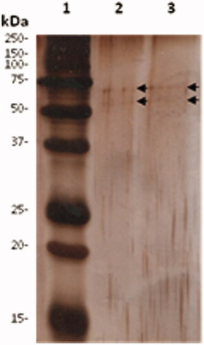 Figure 2. SDS-PAGE of SER and SER–SUT conjugate. 0.02 μg of proteins were separated by SDS-PAGE and stained with silver nitrate. Lane 1, marker; Lane 2, SER; Lane 3, SER–SUT conjugate. Black arrows indicate protein bands.