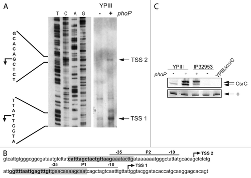Figure 7. PhoP-dependent transcription of csrC occurs from two distinct start sites. (A) Mapping of the csrC transcriptional start site. For primer extension of the CsrC transcript total RNA isolated from YPIII and YP149 (YPIII phoP+) grown at 25 °C in LB, and a Dig-labeled csrC-specific primer was used. The sequencing reaction (left site) was performed with the same primer used for the extension reaction. The transcriptional start sites (TSSs) are indicated by arrows. (B) Regulatory region of csrC, illustrating the two putative promoters, the identified transcriptional start sites, the DNase I protected areas (highlighted in gray), and putative PhoP boxes (bold letters). (C) High-resolution northern blot of CsrC revealing two CsrC isoforms. Total RNA was isolated from YPIII (phoP-) and YP149 (YPIII phoP+) as well as IP32953 (phoP+) and YPIP06 (IP32953 phoP-) grown to exponential growth phase at 25 °C in LB. Ten µg of RNA were separated using urea-acrylamide gels and analyzed by northern blotting with CsrC-specific probes. YPIII ΔcsrC served as negative control.