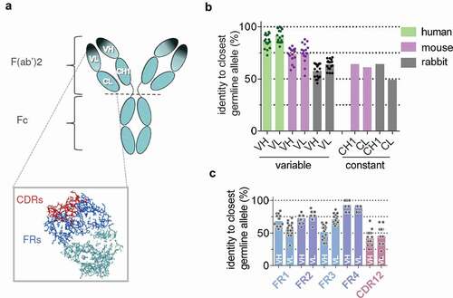 Figure 1. Anatomy of therapeutic monoclonal antibodies (tmAb). (a) Structure of an IgG antibody with variable domains (VL, VH) and constant domains (CL, CH1) in the F(ab’)2 region indicated. Dark shade indicates the antigen binding region or ‘paratope’, which largely coincides with the idiotype. Inset shows complementarity-determining regions (CDRs) in red and framework regions (FRs) in blue. CDRs make up the largest part of the paratope. (b) Homology of human(ized) tmAbs with closest germline allele for rabbit, mouse, and human per domain (n = 17; see materials and methods for details). (c) Homology of tmAb variable domains with rabbit for framework regions (FR1-4) and combined CDR1 and CDR2 regions.