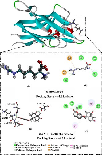 Figure 2. (a) (i) Superimposed structures of the co-crystalized mode (in grey) and the predicted docking pose (in green) and (ii) 2D molecular interaction of L-homoarginine (HRG/Arg-1). (b) (i) 3D and (ii) 2D representations of the predicted binding mode for kamolonol (NPC146388) within the NRP1 active site. The predicted docking score in kcal/mol is also listed.