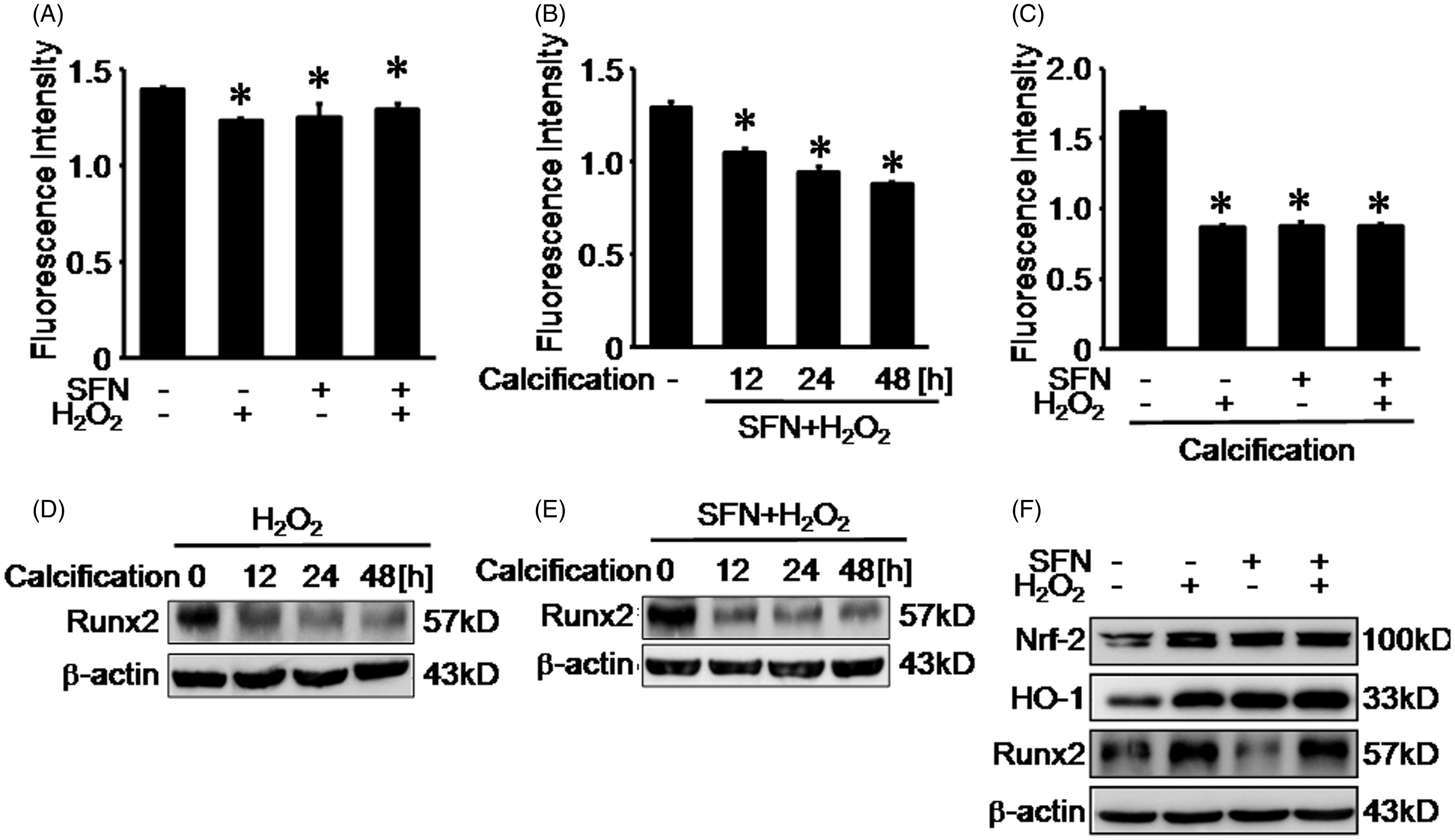 Figure 5. Hydrogen peroxide and SFN reduced ROS production upon calcification. (A) ROS production was measured by reactive oxygen species assay following 5 μM SFN treatment and 0.01 mM hydrogen peroxide treatment. (B) ROS production was measured by reactive oxygen species assay following both 5 μM SFN and 0.01 mM hydrogen peroxide treatment upon calcification from 12 h to 48 h. (C) ROS production was measured by reactive oxygen species assay following 5 μM SFN treatment and 0.01 mM hydrogen peroxide treatment upon calcification from 48 h. (D) Runx2 expression was detected by Western blotting following 0.01 mM hydrogen peroxide pretreatment and calcification. (E) Runx2 expression was detected by Western blotting following both 5 μM SFN and 0.01 mM hydrogen peroxide treatment upon calcification from 12 h to 48 h. (F) Runx2 expression was detected by Western blotting following 5 μM SFN treatment and 0.01 mM hydrogen peroxide treatment. Data are means ± SD; *p < 0.05 versus normal control.