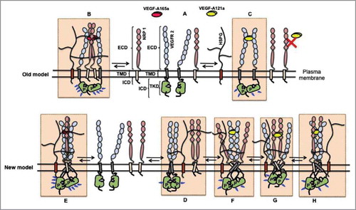 Figure 3. Models of VEGF-VEGFR2-NRP signaling. A complete picture of differential VEGFR2 phosphorylation and signaling induced by VEGF-A121a and VEGF-A165a is yet to be elucidated, and is complicated by the inclusion of HSPGs and NRPs in the signal initiation macrocomplex. The old model proposed that: (A) receptors exist only as monomers in the absence of ligands; (B) upon VEGF-A165a binding, two VEGFR2 monomers and two NRP1 monomers are bridged by the ligand, which results in formation of a macrocomplexCitation6 efficient in VEGFR2 transphosphorylation; and (C) VEGF-A121a binds only to two VEGFR2 monomers to form dimers and to activate the receptor's tyrosine kinase domain. Since VEGF-A121a does not bind to NRPs to bridge VEGFR2 and NRP1 extracellular domains in this model, it does not explain the observed modulation of VEGF-A121a signaling by NRP1. The new model explains these downstream effects by proposing two key concepts: 1) binding of VEGF-A121a to NRP1; and 2) stabilization of both VEGFR2-NRP1-VEGF-A121a (and VEGFR2-NRP1-VEGF-A165a) complexes by transmembrane and intracellular domain contacts between VEGFR2 and NRP1. In this new model: (D) VEGFR2 and NRP1 form complexes (low activity homo- and hetero-dimers) in the absence of VEGFsCitation15,Citation29,Citation48,Citation50,Citation59. These dimers are stabilized by specific ECD, TMD and ICD contacts in the absence of VEGFs. VEGFR2/NRP1 interactions are not necessary for VEGFR2 kinase activationCitation50. Furthermore, ligand-induced bridging of NRP and VEGFR2 is not necessary as contacts occur at the transmembrane and intracellular domainsCitation50,Citation67. (E) VEGF-A165a binding results in two VEGFR2 and two NRP1 monomers to form a stable, active complex. HS chains on endothelial HSPGs stabilize this complex by binding to NRP1, VEGFR2 domain 6–7 and VEGF-A165a. (F) Binding (at lower affinityCitation18,Citation27) of VEGF-A121a to NRP1 and VEGFR2 may form a weak extracellular bridge that can not be captured by immunoprecipitaion and cross-linking or (G) VEGF-A121a may alternatively only bind to VEGFR2 and activate the receptor dimer, (H) VEGF-A121a may predominantly bind to abundant NRP1 species on endothelial cell surface to activate the VEGFR2 receptor dimer. Upon binding to the receptors, VEGF-A121a and VEGF-A165a each may induce a conformationally distinct VEGFR/NRP/VEGF signaling complex (comparing E with F, G and H). The different conformations permit different signaling, but NRP can modulate bothCitation15,Citation27. Alternatively, VEGF-A121a and VEGF-A165a each may induce a VEGFR/NRP/VEGF signaling complex with similar conformation, but with different stability. The different stability would cause different levels or durations of signaling, resulting in distinct downstream cell behavior. NRP can still modulate both signaling complexes.