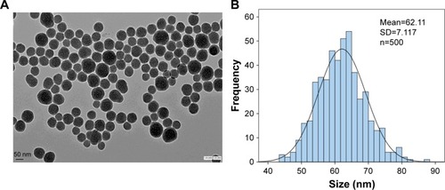 Figure 1 Characterization of SiNPs.Notes: (A) SiNPs were near-spherical and well dispersed; (B) average SiNP diameter was 62±7.1 nm.Abbreviation: SiNPs, silica nanoparticles.