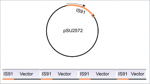 Figure 2. Schematic representation of the tandem insertions observed by Mendiola et al.Citation32 When the termination signal is missing at IS91 terminus, the RC transposition loops-out the entire plasmid and generate TIs of the whole construct (IS91 + pSU2572).
