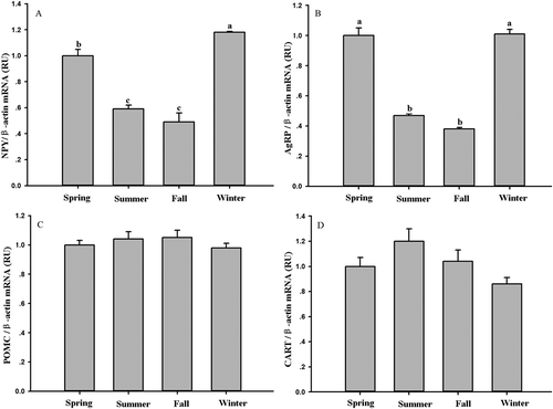 Figure 3. Seasonal changes in (A) neuropeptide Y (NPY), (B) agouti-related protein (AgRP), (C) pro-opio-melanocortin (POMC) and (D) cocaine- and amphetamine-regulated transcript (CART) mRNA in Eothenomys miletus. Means with different superscript letters are significantly different (P < 0.05).