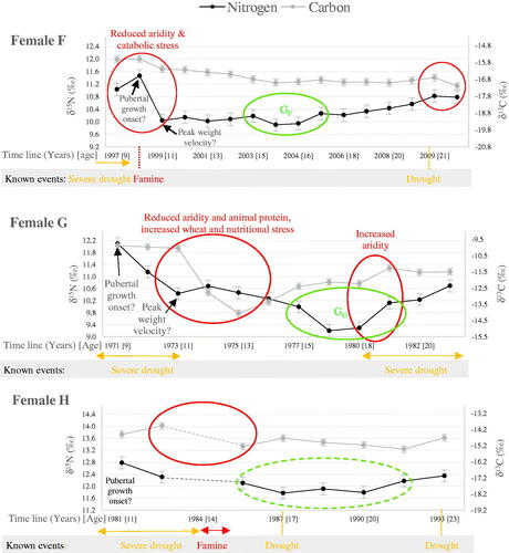 Figure 5. The proposed interpretation of δ15N and δ13C profiles in relation to pubertal growth, for women who display life events or stress during late childhood and adolescence.