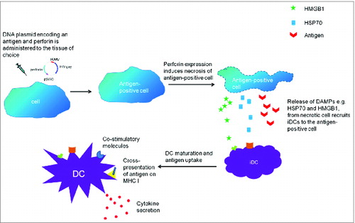 Figure 2. The proposed mechanism for perforin-induced cell death which results in increased antigen-specific immune responses.