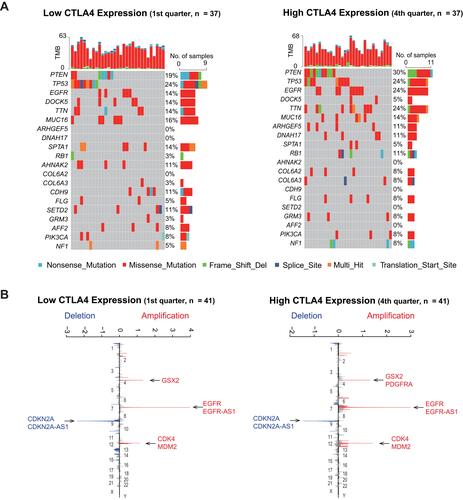 Figure 3 Different genomic profiles is associated with CTLA4 expression. (A) Differential somatic mutations were detected by comparing GBM with low and high CTLA4 groups. (B) A different CNAs profile could be observed between low and high CTLA4 groups. Chromosomal locations of peaks of significantly focal amplification (red) and deletions (blue) were presented.