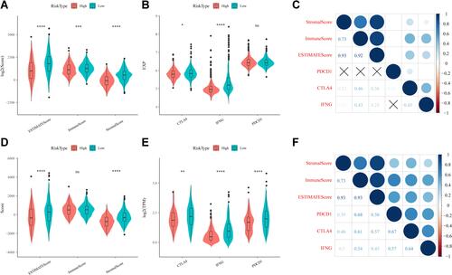 Figure 9 (A) Comparison of differences in ESTIMATE immunization scores in high- and low-risk groups in the merged Gene Expression Omnibus (GEO) dataset. (B) Differential expression of immunotherapeutic genes in high- and low-risk subgroups in the merged GEO dataset. (C) Analysis of the correlation between immune scores and immunotherapeutic genes in the merged GEO dataset. (D) Comparison of differences in ESTIMATE immunization scores in high- and low-risk groups in The Cancer Genome Atlas (TCGA) dataset. (E) Differential expression of immunotherapeutic genes in high- and low-risk subgroups in the TCGA dataset. (F) Analysis of the correlation between immune scores and immunotherapeutic genes in the TCGA dataset. *P<0.05, **P<0.01, ***P<0.001, ****P<0.0001, ns, not significant.