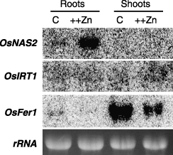Figure 4  Northern blot analysis of OsNAS1, OsIRT1 and OsFer1 mRNA in the roots and leaves of rice plants grown under excess Zn conditions. Total RNA (10 µg) was extracted from plants grown in normal nutrient solution (control [C]) or under conditions of excess Zn (++Zn). Ethidium-bromide-stained rRNA is shown as a control for loading.