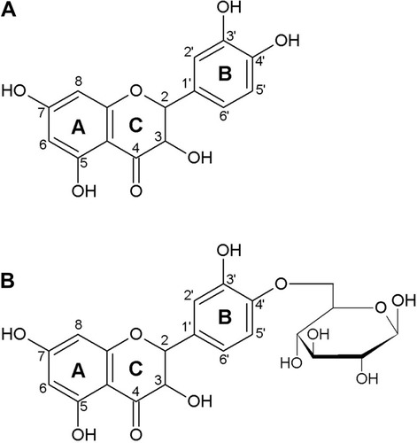 Figure 1 Structure of quercetin aglycon (A), and quercetin-4ʹ-O-β-D-glucoside (B).