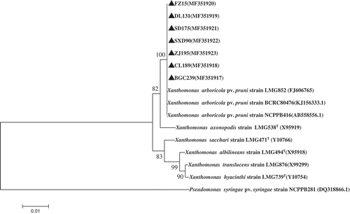 Fig. 6 Phylogenetic tree constructed with the 16S rRNA region sequence of Xanthomonas arboricola pv. pruni isolated in this study (MF351917–MF351923) and other species of Xanthomonads retrieved from GenBank. The tree was constructed by neighbour-joining method from the alignments of 16S rRNA sequences from this study and representative Xanthomonas species from NCBI using MEGA software (version 6) using 1000 bootstrap replicates; only bootstrap values greater than 50% are indicated . Pseudomonas syringae pv. syringae (accession no. DQ318866.1) was used as the out-group taxon.