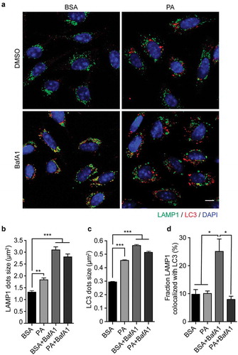 Figure 2. Palmitic acid induces lysosomal swelling and reduces autophagosome-lysosome fusion in N43/5 cells. (A) Representative images of N43/5 cells treated with BSA or PA (100 μM) for 6 h in presence or absence of BafA1 (100 nM) or its vehicle (DMSO) and stained against LAMP1 and LC3. LAMP1 (B) and LC3 (C) average dots size. (D) % of co-localization between LAMP1 and LC3 according to Manders’ Coefficient Analysis. Scale bar: 10 μm. Data are presented as mean ± SEM, *p < .05, **p < .01, ***p < .001. n = 3.