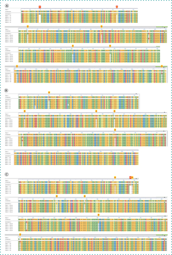 Figure 2. Aligned amino acid residues of the spike protein of SARS-CoV-2 from representative patient samples against the reference genome.Yellow triangles indicate deletions while red triangles indicate major mutations at different positions. (A) Represents alpha variant with major mutations such as 69–70Del, 144Del, N501Y, A570D, P681H, T716I, S982A and D1118H. (B) Represents beta variant with major mutations such as D80A, K417N, E484K, N501Y and A701V. (C) Represents delta with major mutations such as G142D, 156 -157 Del, R158G, L452R, T478K, P681R and D950N. Reference sequence: GenBank Protein Accession: QHD43416.1. (SARS-CoV-2 isolate Wuhan-Hu-1, complete genome.)