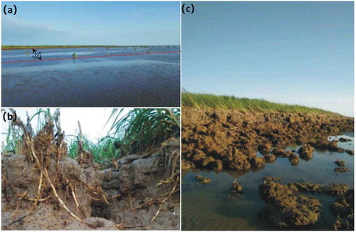 Figure 6. Coastline retreat (a) and shrinking of wetlands (b, c) caused by coastal erosion