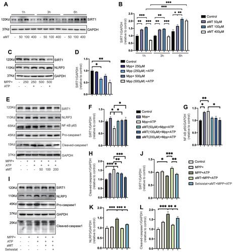 Figure 5 Inhibition of SIRT1 reverses the suppressive effect of melatonin on NLRP3 inflammasome activation. (A and B) BV2 cells were treated with melatonin (50 μM, 100 μM, 400 μM) for 0–6 h. Representative Western blotting of SIRT1 expression is shown as plots (A) and quantified bands (B). (C and D) Immunoblot analysis of SIRT1 expression from MPP+-treated BV2 cells (250 μM or 500 μM, 6 h), with or without ATP (2.5 mM, 30 min). Representative blots are shown in (C). Bands were quantified by densitometric analysis in (D). (E–H) Immunoblot analysis of NLRP3 inflammasome signals and SIRT1 expression from BV2 cells primed with MPP+ (500 μM, 6 h), followed by ATP (2.5 mM, 30 min), with or without melatonin (50 μM, 100 μM, 200 μM, 6 h) pretreatment. Data are shown as representative plots (E) and quantified bands (F–H). (I–L) Immunoblot analysis of SIRT1, NLRP3, and caspase 1 from mouse BV2 cells primed with MPP+ (500 μM, 6 h), followed by ATP (2.5 mM, 30 min); or MPP+ (500 μM, 6 h) + melatonin (100 μM, 6 h) pretreatment, with or without selisistat (50 μM, 6 h), followed by ATP (2.5 mM, 30 min). Data are shown as representative plots (I) and quantified bands (J–L). aMT, melatonin. *P < 0.05, **P < 0.01, ***P<0.001. Data are expressed as the mean ± SEM, all experiments were repeated at least 3 times.