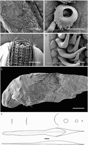Figure 40 Magnoteuthis osheai. A, B, NMNZ M.091708, ♀, ML 73 mm; C–E, NMNZ M.287216, sex indet., head only; F, NIWA 76653, ♂, ML 180 mm. A, Mid-tentacle club; B, degraded microscopic tentacle sucker; C, radula; D, marginal plates of radula; E, palatine palp; F, gladius. Scale bars = A, C, 500 µm; B, 30 µm; D, 100 µm; E, 1 mm; F, 10 mm.