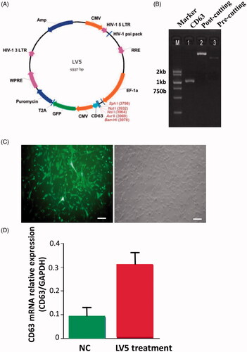 Figure 1. Construction of the CD63-GFP plasmid and LV5 lentiviral transfection in bMSC cells. (A) Mouse CD63 lentiviral vector plasmid map. (B) Agarose gel electrophoresis showing the products of LV5-CD63-GFP plasmid restriction digestion. (C) Fluorescence inverted microscopy image of bMSCs infected with the LV5 plasmid. Scale bar = 100 μm. (D) CD63 relative mRNA levels in the CD63-GFP transfected group (LV5 treatment) and the un-transfected negative control (NC) group; n = 3.