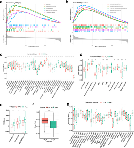 Figure 3 Biological function, TME score and immune cell infiltration analyses of GC cuproptosis subtyping system. GSEA functional analysis based on KEGG gene set for (a) CA-H patients and (b) CA-L patients. ssGSEA based on (c) Hallmark gene set and (d) Mariathasan gene set. Differences in (e) immune/stromal/ESTIMATE scores and (f) tumor purity between CA-H and CA-L subtypes. (g) Differences in immune cell infiltration between CA-H and CA-L subtypes. Statistical significance: *P<0.05; **P<0.01; ***P<0.001.